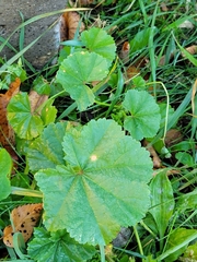 Malva pusilla