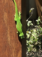 Phelsuma grandis