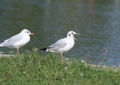 Chroicocephalus ridibundus