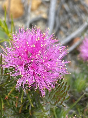 Melaleuca trichophylla observed 2022-10-09