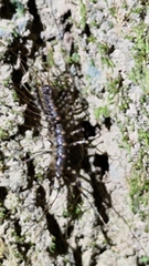 Thereuopoda clunifera