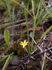 Hypoxis aurea