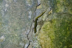 Dixonius melanostictus