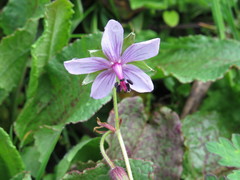 Geranium refractum