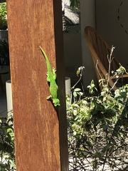 Phelsuma grandis