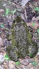 Hoplobatrachus chinensis