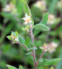 Ludwigia pilosa