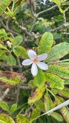 Plumeria