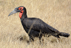 Bucorvus leadbeateri