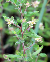 Ludwigia pilosa