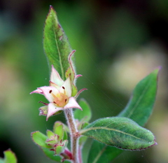 Ludwigia pilosa