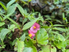 Begonia semperflorens-cultorum