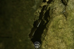 Cyrtodactylus chanhomeae