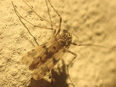 Tanypodinae