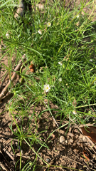 Spergula arvensis