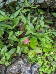 Begonia semperflorens-cultorum