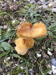 Hygrophorineae
