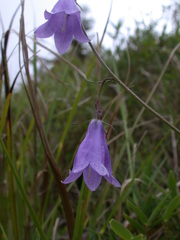 Adenophora morrisonensis