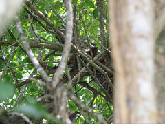 Trichosurus johnstonii