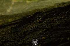 Cyrtodactylus chanhomeae