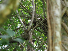 Trichosurus johnstonii