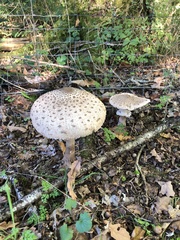 Macrolepiota