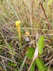Sarracenia alata