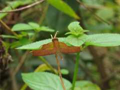 Neurothemis fulvia