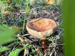 Agrocybe putaminum
