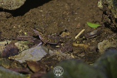 Cyrtodactylus chanhomeae