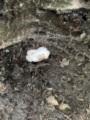 Reticularia