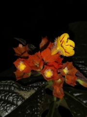 Chrysothemis pulchella
