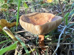 Agrocybe putaminum