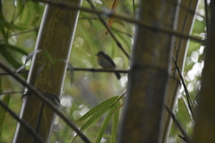 Cyornis
