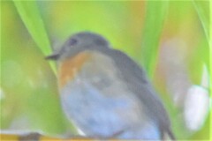 Cyornis