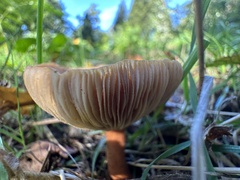 Agrocybe putaminum
