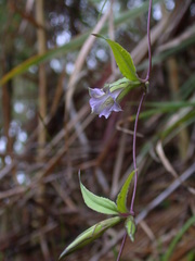 Tripterospermum lanceolatum