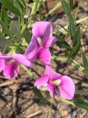 Sphenostylis angustifolia