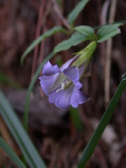 Tripterospermum lanceolatum