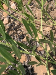 Sphenostylis angustifolia