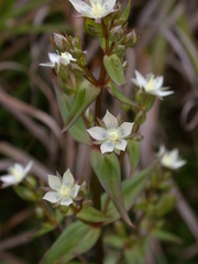 Swertia macrosperma