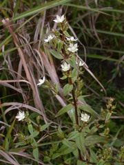 Swertia macrosperma