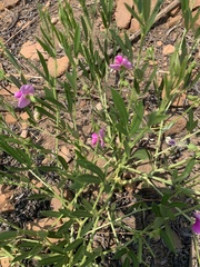 Sphenostylis angustifolia