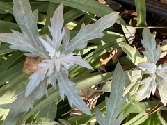 Artemisia ludoviciana