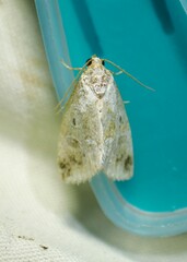 Maliattha synochitis