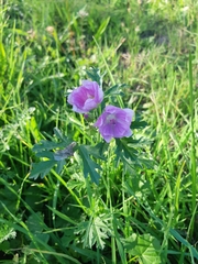 Malva alcea