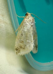 Maliattha synochitis