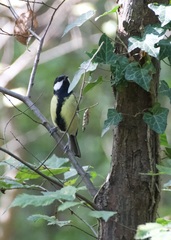 Parus major