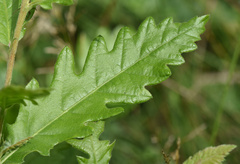Quercus cerris