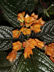 Chrysothemis pulchella